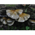 Мицелий Вешенки осенней (Pleurotus salignus)